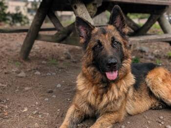 Max -  German Shepherd Dog Dog for Adoption in Toronto, Ontario - Max | PetCurious