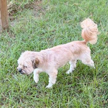 Daisy Grace -  Shih Tzu Dog for Adoption in Houston, Texas - Daisy Grace | PetCurious