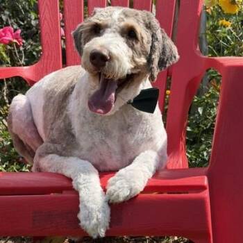 Jett -  Mixed Breed Dog for Adoption in Eustis, Florida - Jett | PetCurious