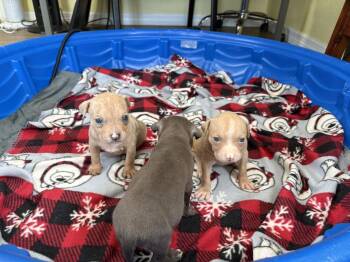 karma -  American Bulldog Dog for Adoption in Lakeland, Florida - Karma | PetCurious