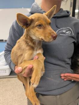 German Shepherd Dog and Australian Shepherd Dogs Available for Adoption - Chase | PetCurious