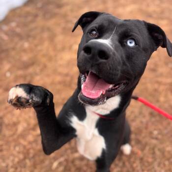 Pit Bull Terrier and Husky Dogs Available for Adoption - Lightning | PetCurious