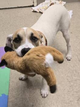 Stormcloud -  Mixed Breed Dog for Adoption in Hamilton, Ohio - Stormcloud | PetCurious