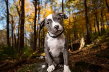 Rescue Pit Bull Terrier Dogs for Adoption in Kettering, Ohio - Skipper - *Pre Adoption* | PetCurious