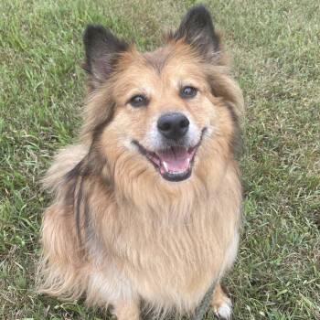 Apollo -  Mixed Breed Dog for Adoption in Allegan, Michigan - Apollo | PetCurious