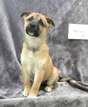 Blue Crop -  Mixed Breed Dog for Adoption in Othello, Washington - Blue Crop | PetCurious