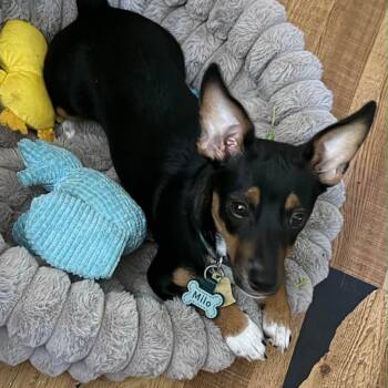 Milo -  Chihuahua and Dachshund Dog for Adoption in Meridian, Mississippi - Milo | PetCurious