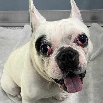 Blanco -  French Bulldog Dog for Adoption in Scituate, Massachusetts - Blanco | PetCurious