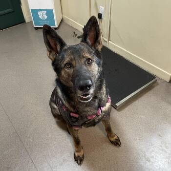 Mariposa -  German Shepherd Dog Dog for Adoption in Pasadena, California - Mariposa | PetCurious