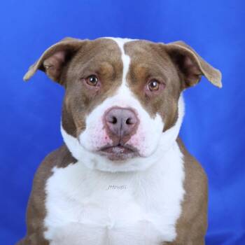 Nugget - 052711U -  Pit Bull Terrier and Mixed Breed Dog for Adoption in Tupelo, Mississippi - Nugget - 052711U | PetCurious