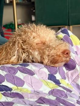 Golden Retriever and Poodle Dogs Available for Adoption - Ronald Duck | PetCurious