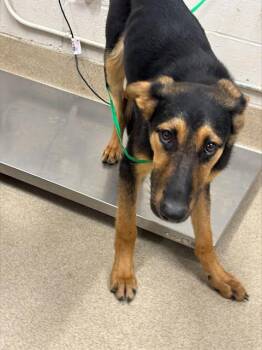 German Shepherd Dog and Mixed Breed Dogs Available for Adoption in Grand Prairie, Texas - DOOFUS | PetCurious