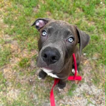 Luke -  Mixed Breed Dog for Adoption in East Hanover, New Jersey - Luke | PetCurious