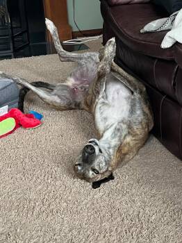 Greyhound Dogs Available for Adoption in Coon Rapids, Minnesota - Archie | PetCurious
