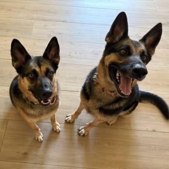 Jackson and Bella -  German Shepherd Dog Dog for Adoption in Glendale, Arizona - Jackson And Bella | PetCurious