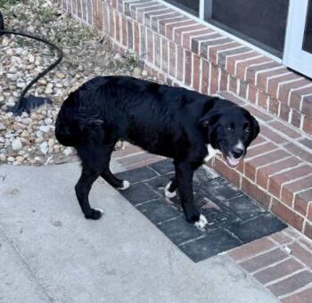 Gypsy (Courtesy Post) -  Black Labrador Retriever and Border Collie Dog for Adoption in Statesboro, Georgia - Gypsy (Courtesy Post) | PetCurious