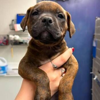 Rayomz -  Mixed Breed Dog for Adoption in Edwardsville, Illinois - Rayomz | PetCurious