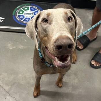 Koopa -  Doberman Pinscher Dog for Adoption in Tampa, Florida - Koopa | PetCurious