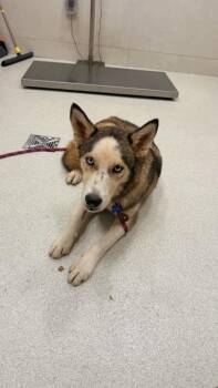Friendly -  Siberian Husky and German Shepherd Dog Dog for Adoption in Honolulu, Hawaii - Friendly | PetCurious