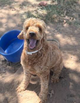 Rescue Goldendoodle Dogs for Adoption in Harrah, Oklahoma - Barney | PetCurious