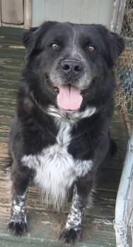 Husky Dogs Available for Adoption - Oscar | PetCurious