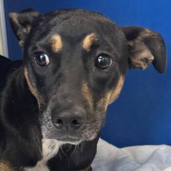 Achlys -  Mixed Breed Dog for Adoption in Las Cruces, New Mexico - Achlys | PetCurious