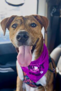 Chanel -  Coonhound Dog for Adoption in Pompano Beach, Florida - Chanel | PetCurious