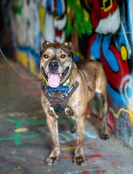 DRAKO -  Pit Bull Terrier and Mixed Breed Dog for Adoption in Atlanta, Georgia - DRAKO | PetCurious
