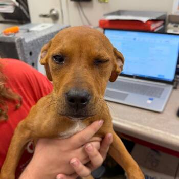 Ruby -  Hound and Mixed Breed Dog for Adoption in Birmingham, Alabama - Ruby | PetCurious
