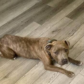 Pit Bull Terrier Dogs Available for Adoption in Sanford, North Carolina - Franklin | PetCurious