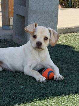 Chihuahua Dogs Available for Adoption in Benson, Arizona - Elenore | PetCurious