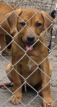 Rita -  Labrador Retriever and Hound Dog Available for Adoption in Decatur, Georgia - Rita | PetCurious
