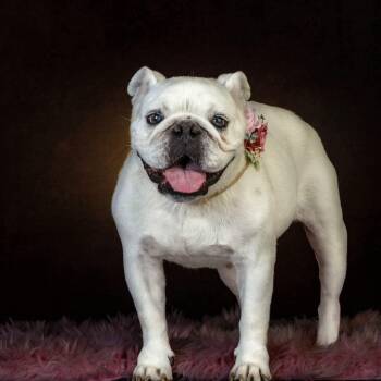Lea -  Bulldog Dog for Adoption in Clayton, California - Lea | PetCurious