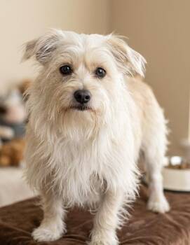 Ruthie -  Cairn Terrier Dog for Adoption in Suffolk, Virginia - Ruthie | PetCurious