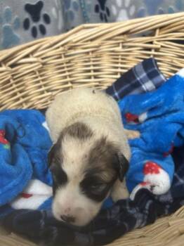 Great Pyrenees and Saint Bernard Dogs Available for Adoption in Rosenberg, Texas - MOMENT | PetCurious