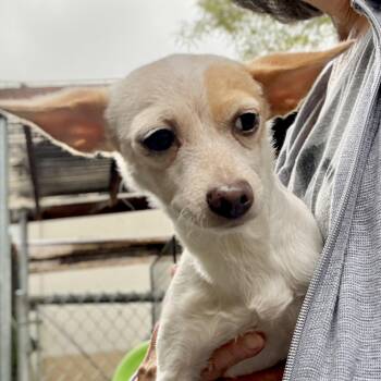 Simi -  Chihuahua Dog for Adoption in Oakland, California - Simi | PetCurious