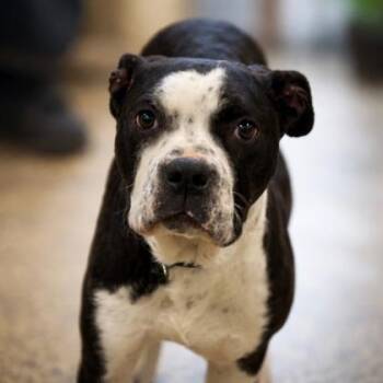 Mixed Breed Dogs Available for Adoption - Brennan | PetCurious