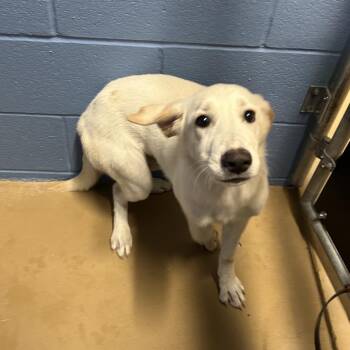Tulip -  Labrador Retriever and Mixed Breed Dog for Adoption in Corpus Christi, Texas - Tulip | PetCurious