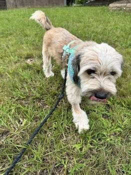 Rocky -  Tibetan Terrier Dog for Adoption in Candler, North Carolina - Rocky | PetCurious