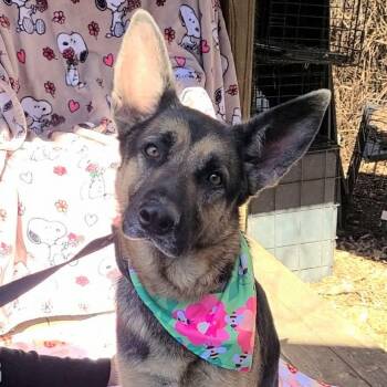 German Shepherd Dog Dogs Available for Adoption in Woolwich, Maine - Maisie | PetCurious