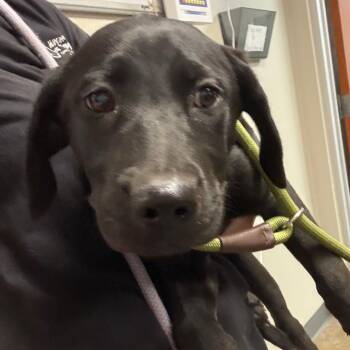 Rosa -  Labrador Retriever and Mixed Breed Dog for Adoption in Yuma, Arizona - Rosa | PetCurious