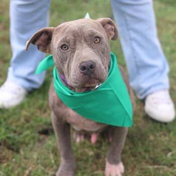 American Staffordshire Terrier Dogs Available for Adoption in San Antonio, Texas - MILLER | PetCurious