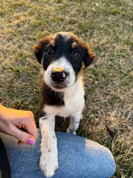 Mixed Breed and Miniature Pinscher Dogs Available for Adoption - Sammie | PetCurious