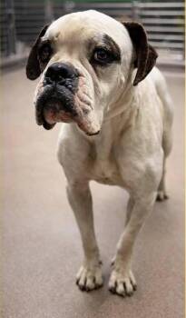 American Bulldog Dogs Available for Adoption - Ryder (GA) | PetCurious