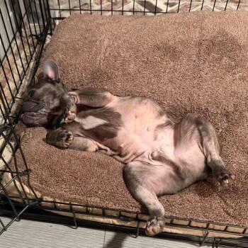 Duke -  French Bulldog Dog for Adoption in Huber Heights, Ohio - Duke | PetCurious