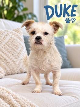 Duke -  Terrier Dog for Adoption in Lucas, Texas - Duke | PetCurious