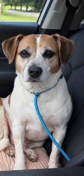 Ginger -  Beagle and Mixed Breed Dog for Adoption in Sharpsburg, Georgia - Ginger | PetCurious