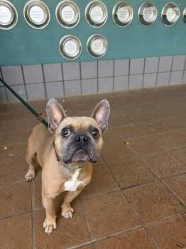 Rafi -  French Bulldog and Mixed Breed Dog for Adoption in Honolulu, Hawaii - Rafi | PetCurious