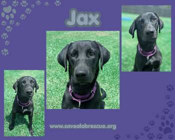 Jax -  Labrador Retriever and Black Labrador Retriever Dog for Adoption in Middletown, Rhode Island - Jax | PetCurious