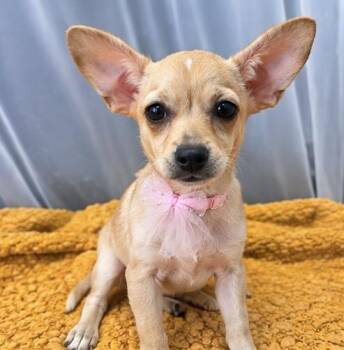 Honey Bun -  Chihuahua Dog for Adoption in Foley, Alabama - Honey Bun | PetCurious